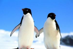 Што нè учат пингвините за љубовта  