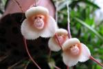 „Мајмунски орхидеи” 