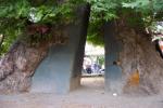 Чинарот – најстарото дрво во Македонија