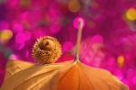 Есенски бајки – фотографии за убав ден