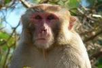  Мистериозниот мајмун од Флорида конечно е пронајден!  