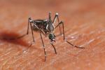 Трикови кои ќе ви помогнат да се спасите од досадните комарци