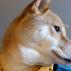 Запознајте го Bodhi, најмодерното куче во светот! 