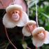„Мајмунски орхидеи” 