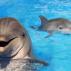 Делфините повторно ги изненадија научниците