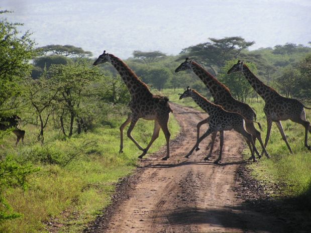 Serengeti - najubaviot nacionalen park