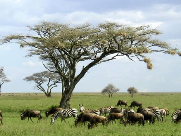 Serengeti - najubaviot nacionalen park