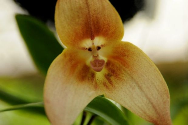 мајмунски оргидеи, majmunski orhidei, orhidei, орхидеи