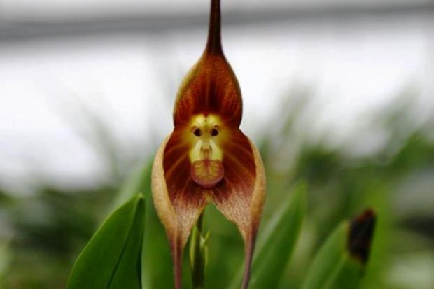 мајмунски оргидеи, majmunski orhidei, orhidei, орхидеи