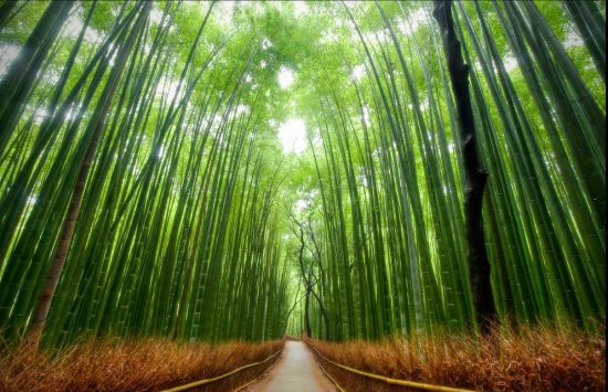 bambusovata suma kjoto japonija, азија, azija, bamus, japonija