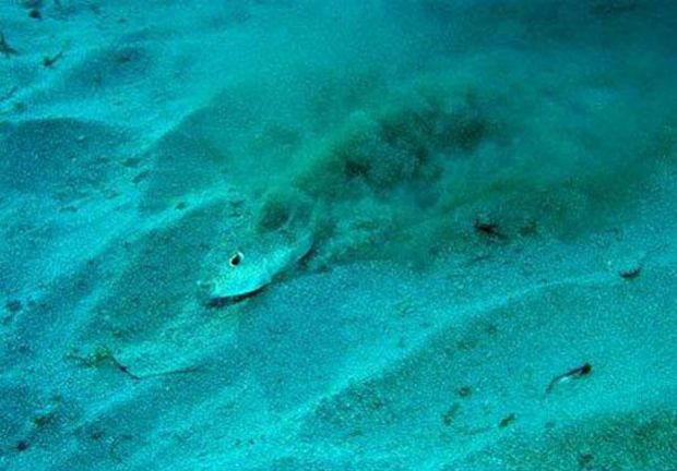 Подводни песочни кругови, Podvodni pesocni krugovi