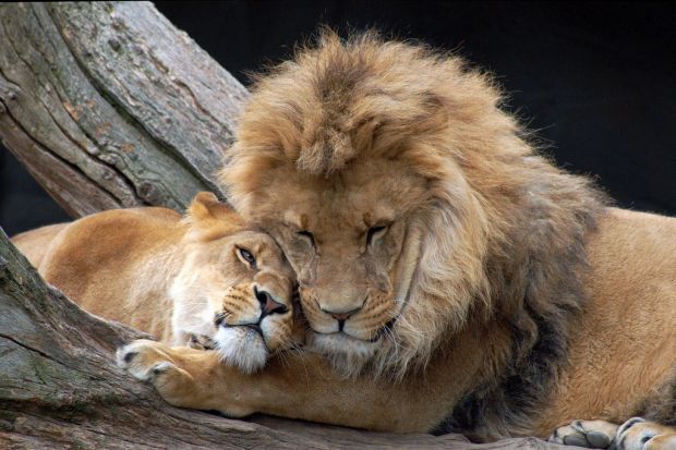 vlјubeni zivotni, љубов, вљубени животни, животни, лавови