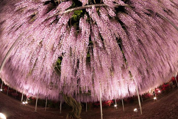 114 години старо дрво, неверојатна креација на природата, вистерија, јапонија, цветен тунел во јапонија, багрем, виолетова боја, cveten tunel vo japonija, bagrem, 114 godini staro drvo
