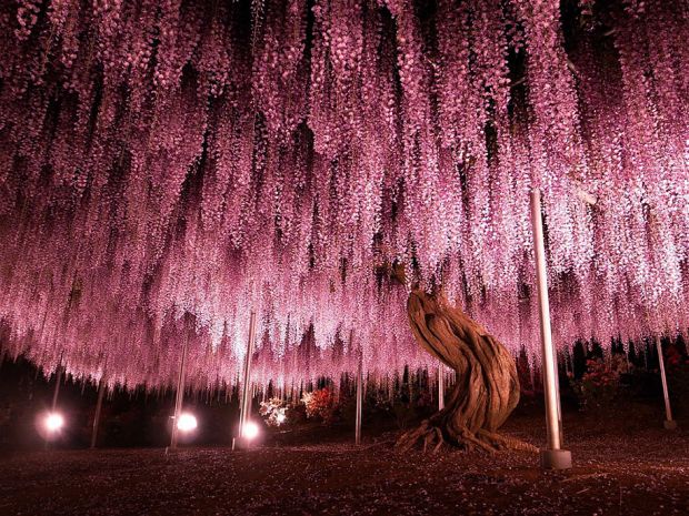 114 години старо дрво, неверојатна креација на природата, вистерија, јапонија, цветен тунел во јапонија, багрем, виолетова боја, cveten tunel vo japonija, bagrem, 114 godini staro drvo