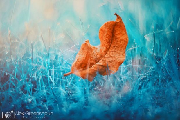 Есенски бајки фотографии за убав ден, фотограф, Алекс Гриншпан, есен, природа, бајка, магија, esen, fotografii, magija, bajka, priroda