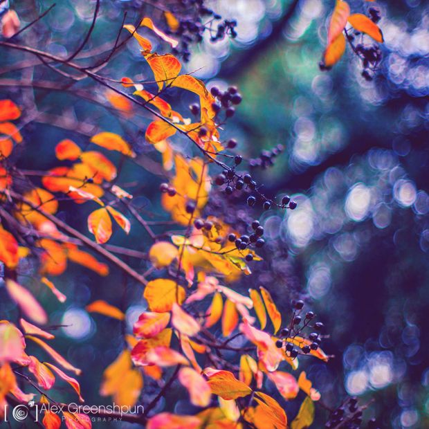 Есенски бајки фотографии за убав ден, фотограф, Алекс Гриншпан, есен, природа, бајка, магија, esen, fotografii, magija, bajka, priroda